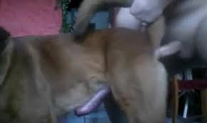 Guy fuck dog php x Guy fuck dog