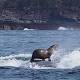 Seal hitches a ride on humpback whale 