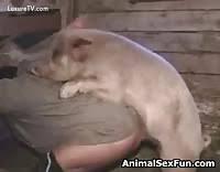 Guy fucks pig jpg x Guy fucks pig