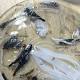 Researchers discover series of terrifying fish off Sydney coast 