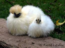 poule et coq negre soie