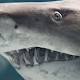 The most powerful proton conductor in the natural world is this jelly found inside a shark's head 