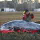 Ten dolphins rescued from Wellfleet Harbor on New Year's Day 