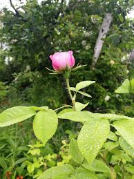  mir hebe sluty -21 |Hot Milf - Lift & Collar Pt1 Gallery