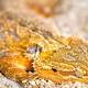 Lizards share sleep patterns with humans 