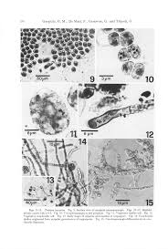 go ah ra fake nude|The nucleic acid binding protein SFPQ represses EBV lytic reactivation by  promoting histone H1 expression | Nature Communications