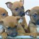 South Australia's new pet desexing laws may put 'puppies at risk'; dog attacks ... 