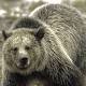 Questioning the delisting of the Yellowstone grizzly bear 