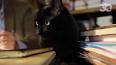 Les chats noirs : Mythes, croyances et réalité ile ilgili video