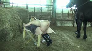 Women fucking horses jpg x Women fucking horses