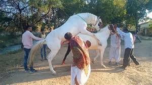 Horse fuck jpg x Horse fuck
