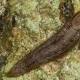 Slimy slugs inspire 'potentially lifesaving' medical glue 