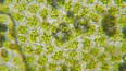 Foto Kloroplastların Yapısı ve İşlevi ile ilgili video