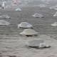 Obnoxious tourists disturb vital sea turtle breeding beach of Costa Rica 
