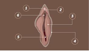 How to find the clitoris porn videos jpg x Small clitoris