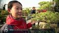 L'art fascinant des bonsaïs ile ilgili video