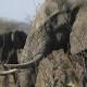 China to Shut Down Ivory Trade by End of 2017 