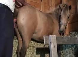 Guy gets fucked horse jpg x Guy gets fucked by horse