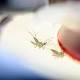 New Studies Show Just How Tricky the Zika Virus Is 