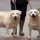 Pudgy Labrador retrievers' genes help humans understand why we are getting fat 
