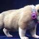 Mongols bikie charged with theft of four Australian bulldog puppies on Gold Coast 
