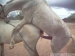 Black beuty mare gay zoo porn petlust men fuck animals zoophilia sex movie with man extrem sex and taboo porn jpg x Mare fuck