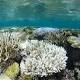 How your sunscreen could hurt coral reefs 