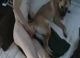 Gay beast com dog pussy in heat dude fucks animal man fucks animal jpg x Guy fucks dog pussy