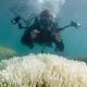 Next few weeks critical as Great Barrier Reef suffers 'tragic' coral bleaching event 