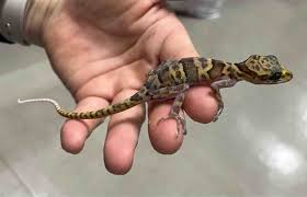 タイ 小学生　ワレメ　画像|アディダス ショップ スケートボーディング】タイショーン [Tyshawn]26cm