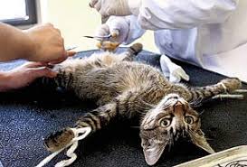 images?q=tbn:ANd9GcRpqVlm4UpUqphzMM2ye4Y76L0-rLOqy06xLwuJJ3xr0vHcdoVi