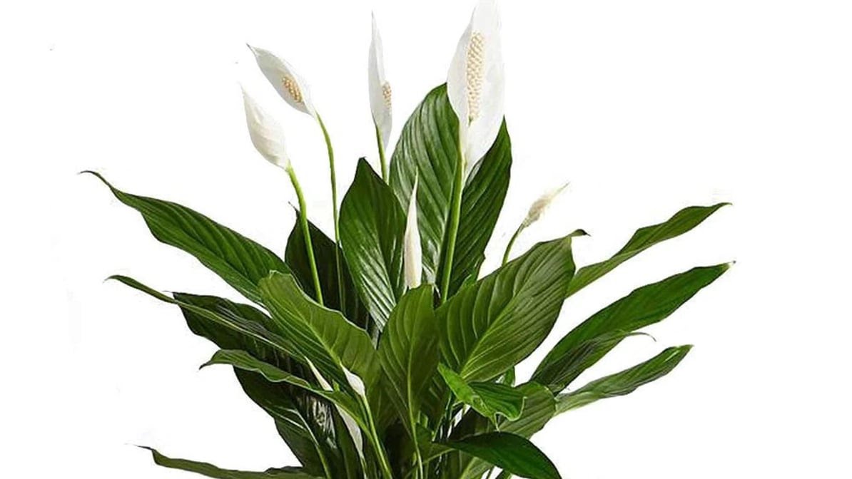 The Botanical Bar by null