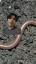 La Fascinante Historia de las Serpientes Sin Patas ile ilgili video