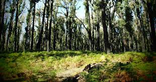 forest nudist|Lupin Lodge Nudist Resort Camping | Los Gatos, California