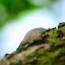 El fascinante mundo de los caracoles: criaturas lentas pero notables ile ilgili video