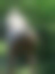 mature nude  big ass|Big booty mature Darja plays with a toy and she goes really goes off -  Mature.nl