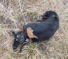 rajce  [[[[deti idnes rajce sleep 1|Apartmány Pod Čápy, Nasavrky, Nasavrky (updated prices 2025)