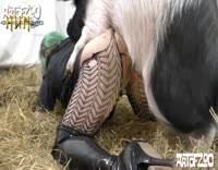 Search man fucking pig jpg x Guy fucks pig