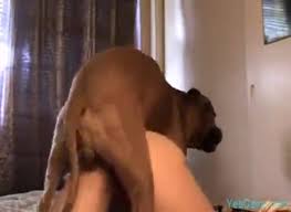 Dog fucks woman in the ass and pussy until it fills her with cum jpg x Wife fucked by dog