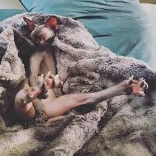 ru nudist boy|Gage Munroe | Grojband Wiki | Fandom