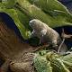 The Tardigrade: Practically Invisible, Indestructible 'Water Bears' 
