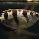 Fish – yes fish – can distinguish one human face from another 