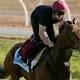 Melbourne Cup 2015: Bondi Beach and Kingfisher worth a trip to Australia, says ... 