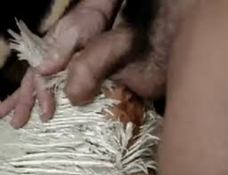 Man having sex with a chicken jpg x Man fucking chicken