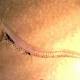 Bellies full of microplastic rob baby fish of their basic instincts 