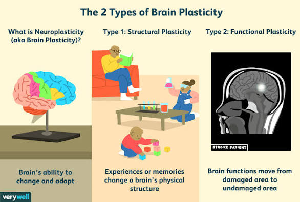 Neuroplasticity: How Experience Changes the Brain