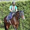 香港スプリントで競走中止のピクシーナイト骨折判明 他馬の転倒 ...