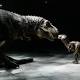 Double whammy for dinos: Deadly asteroid-volcano combo wiped them out 