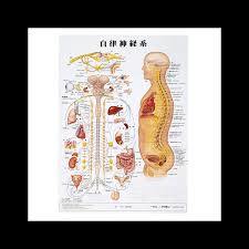 人体解剖|人体解剖学チャート(ポスターサイズ) ポスターサイズ・ラミネート版 11-2230-0001 骨格M アプライ  ラミネートバン｜マツヨシ【松吉医科器械】医療・介護用品の総合サイト