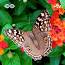 L'histoire fascinante des papillons : des créatures ailées emblématiques ile ilgili video